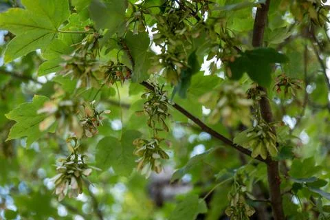 Acer pseudoplatanus in close up Stock Photos