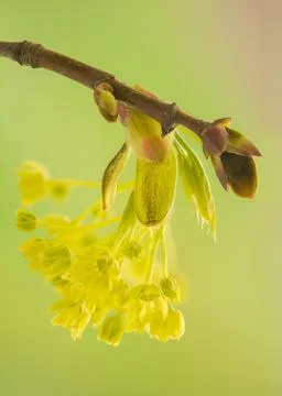 Acer pseudoplatanus Stock Photos