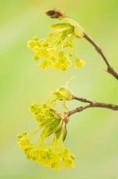 Acer pseudoplatanus Stock Photos