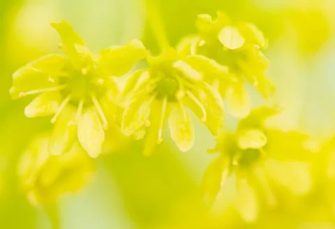 Acer pseudoplatanus Stock Photos