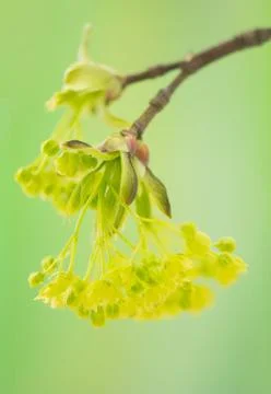 Acer pseudoplatanus Stock Photos