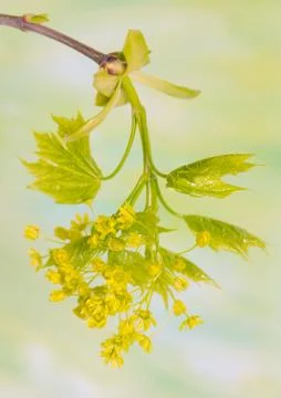 Acer pseudoplatanus Stock Photos