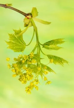 Acer pseudoplatanus Stock Photos