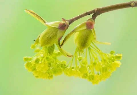 Acer pseudoplatanus Stock Photos