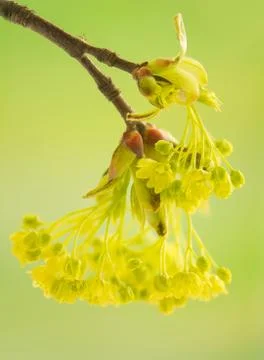 Acer pseudoplatanus Stock Photos