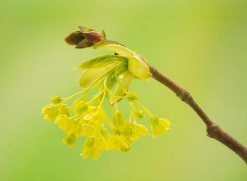 Acer pseudoplatanus Stock Photos