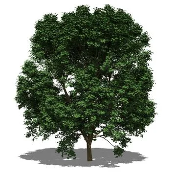 Acer pseudoplatanus summer Stock Illustration