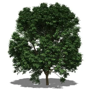 Acer pseudoplatanus (summer) Stock Illustration