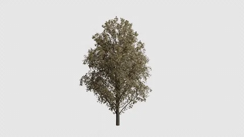 Acer Pseudoplatanus Tree in Autumn wind blows animation Stock Footage 324138454