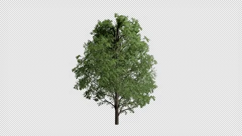 Acer Pseudoplatanus tree c swaying in summer wind, realistic animation Stock Footage 325397176