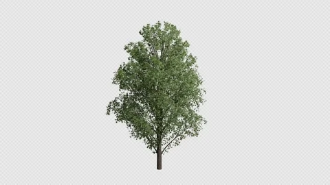 Acer Pseudoplatanus Tree in Summer wind blows animation Stock Footage 324139315