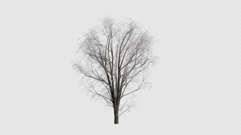 Acer Pseudoplatanus Tree in Winter wind blows animation Stock Footage 324142328