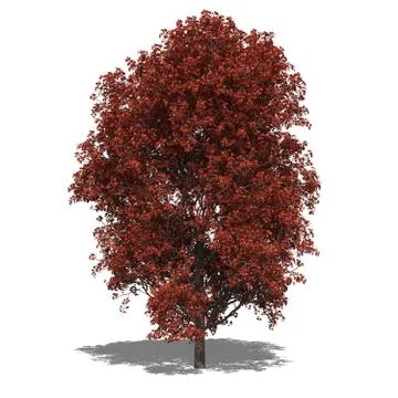 Acer rubrum autumn Stock Illustration
