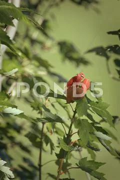 Acer rubrum red maple Stock Photos