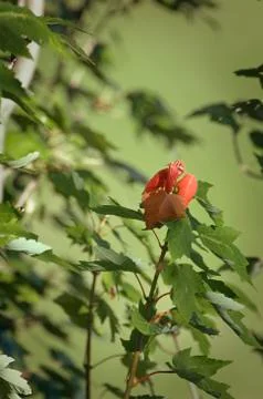 Acer rubrum red maple Stock Photos