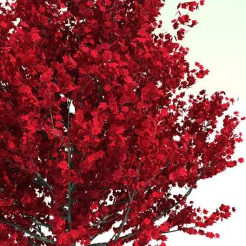 Acer Rubrum Red Sunset (Red Sunset Maple) 3D Model