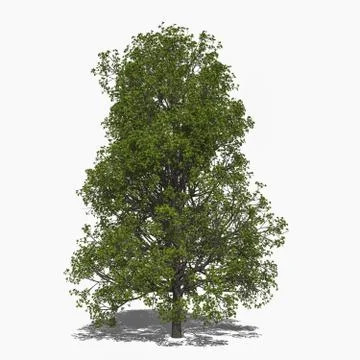Acer rubrum (summer) Stock Illustration