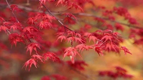 Acer spring red leaf close-up, natural charm. Stock Footage 152778420