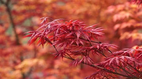 Acer spring red leaf close-up, natural charm. Stock Footage 152778517