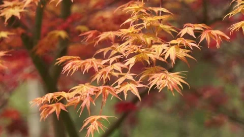 Acer spring red leaf close-up, natural charm. Stock Footage 152778538