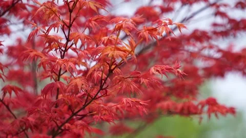Acer spring red leaf close-up, natural charm. Stock Footage 152778545