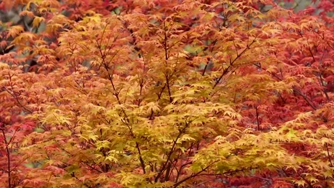 Acer spring red leaf close-up, natural charm. Stock Footage 152778774