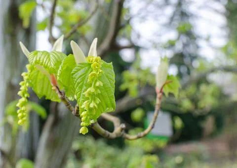 Acer tegmentosum blooming in spring  in botany in Poland. Stock Photos