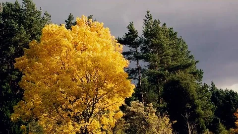 Acer tree Stock Footage 96008058