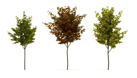 Acer Tree Stock Illustration
