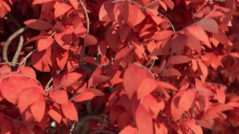Acer Tree Leaves Close Up In Slow Motion 4k Stock Footage 145839241