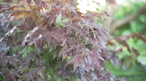 Acer tree with Sun behind and raindrops Stock Footage 65487870