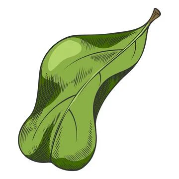 Acerola berry green leaf vector sketch, Barbados cherry tree, hand drawn exotic Stock Illustration