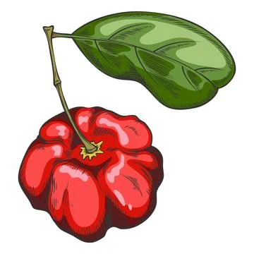 Acerola berry with leaf on stem vector sketch, Barbados red cherry, hand drawn Stock Illustration