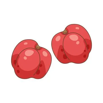 Acerola cherry Stock-Illustration