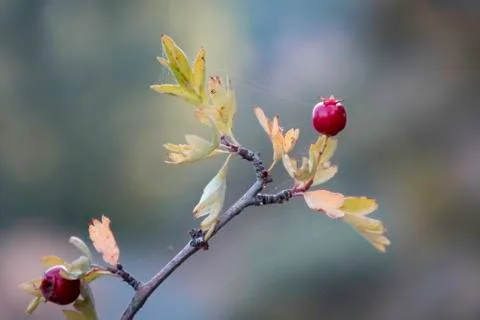Acerola cherry Stock Photos