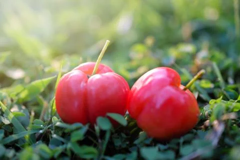 Acerola fruit close up on background. Stock Photos
