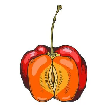Acerola fruit in cross section, hand-drawn watercolor sketch, Barbados cherry. Stock Illustration