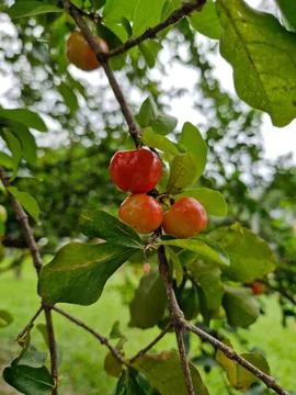 Acerola fruit on the tree Stock Photos
