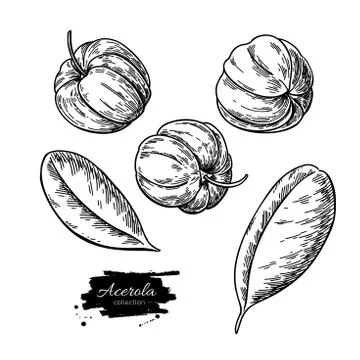 Acerola fruit vector drawing set. Barbados cherry sketch. Vintage engraved Stock Illustration