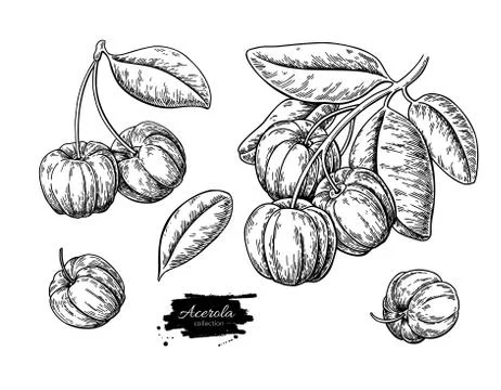 Acerola fruit vector drawing set. Barbados cherry sketch. Vintage engraved 스톡 일러스트