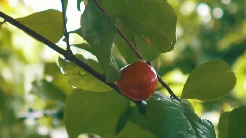 Acerola hanging from a tree Stock Footage 77256003