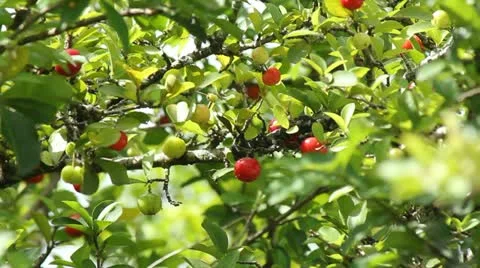 Acerolas acerola cherry tree Stock Footage 11516166