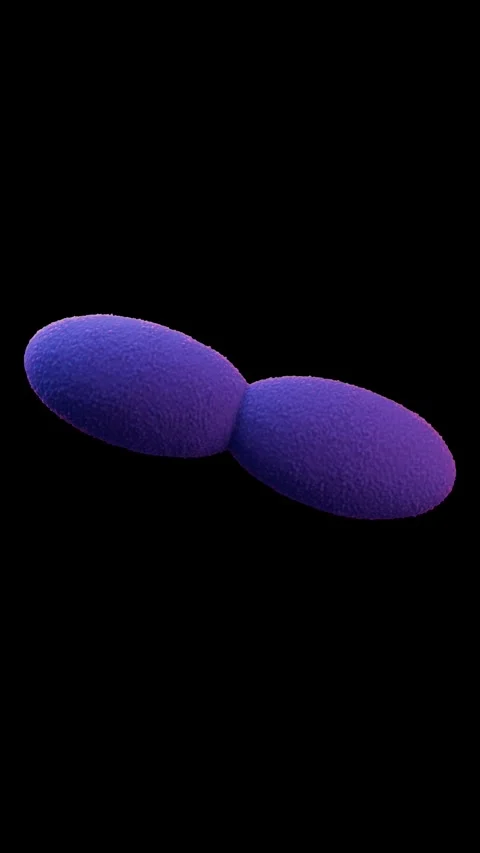 Acetobacter bacteria Stock Footage 284048251