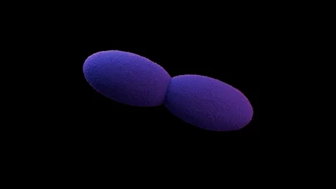 Acetobacter bacteria Stock Footage 284048254