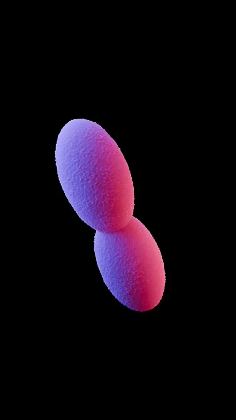 Acetobacter bacteria Stock Footage 305632283