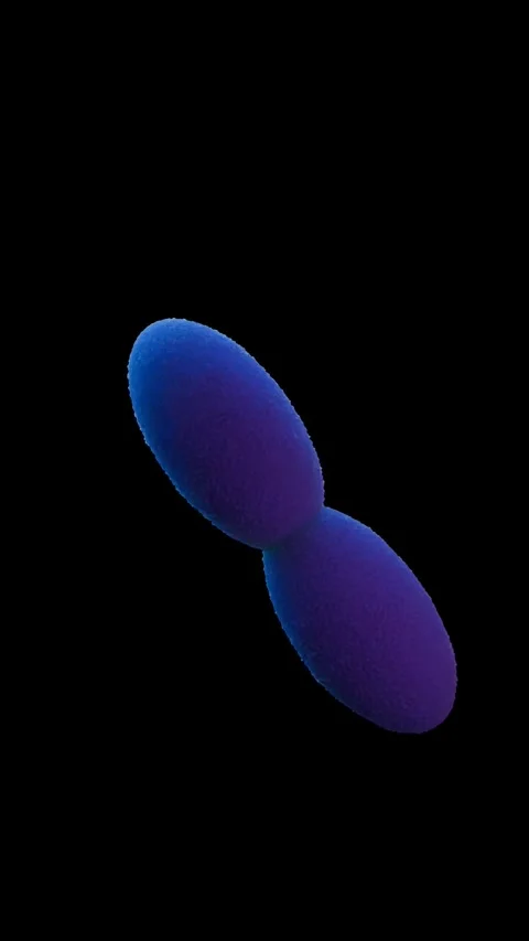 Acetobacter bacteria 库存影片 305632286