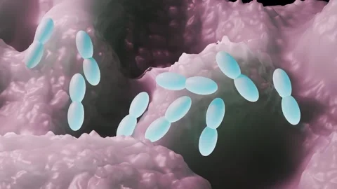 Acetobacter bacteria Vidéo 305632288