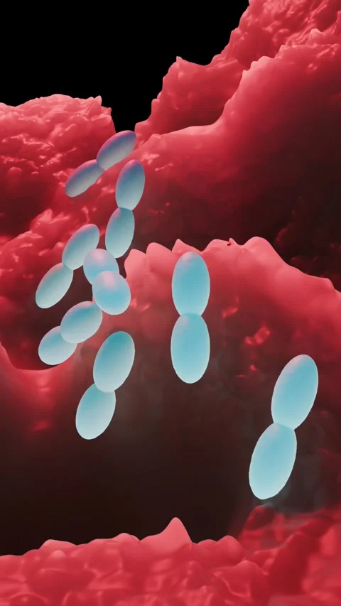 Acetobacter bacteria Stock Footage 305632294