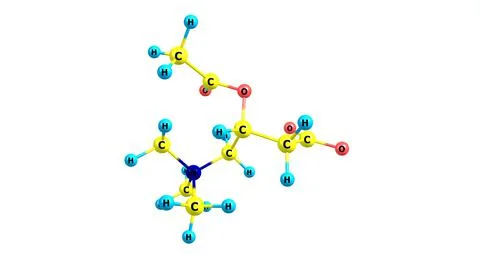 Acetyl-L-carnitine molecular structure isolated on white Stock Illustration