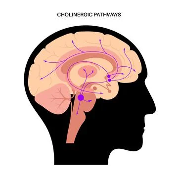 Acetylcholine cholinergic pathway Stock Illustration